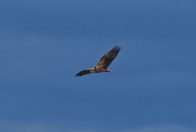 Low angle view of bird flying against clear blue sky