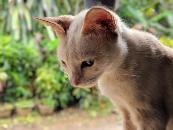 Close-up of a cat looking away