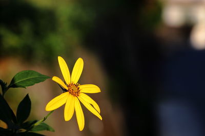 Close-up of yellow flower