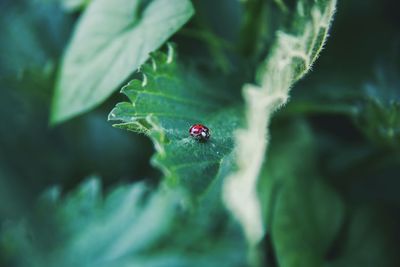 Close-up of ladybug on leaf