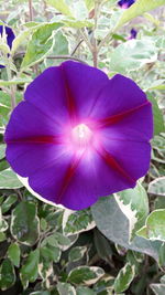 Close-up of purple flowers