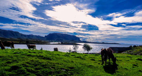 Cows grazing on field against sky