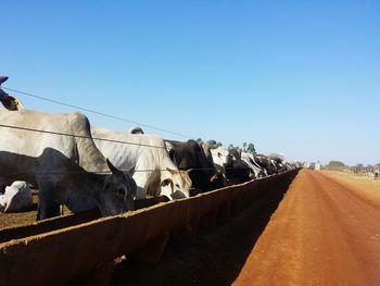 Cows in farm against clear sky