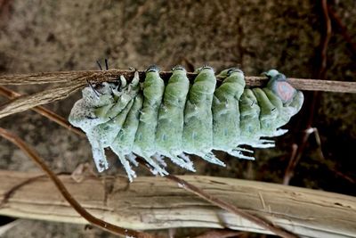 High angle view of caterpillar on branch