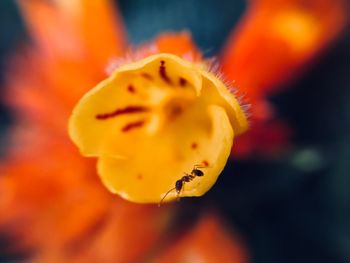 Close-up of yellow flower