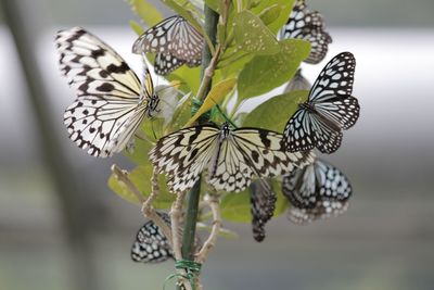 Close-up of butterflies on plant