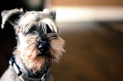 Close-up portrait of schnauzer