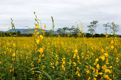 Scenic view of oilseed rape field against sky