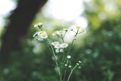 Close-up of flowers blooming outdoors