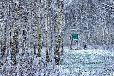 View of trees on snow covered land