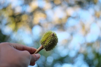 Cropped hand of woman holding plant outdoors