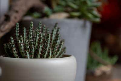 Close-up of potted plant