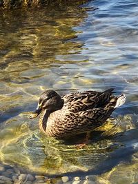 Side view of a duck in water