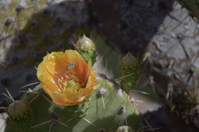 High angle view of yellow prickly pear cactus