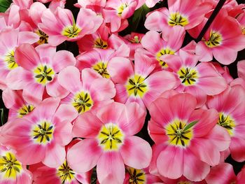 Close-up of pink flowers