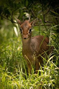 Kirk dik-dik framed by grass and bush