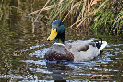 Duck swimming in a lake