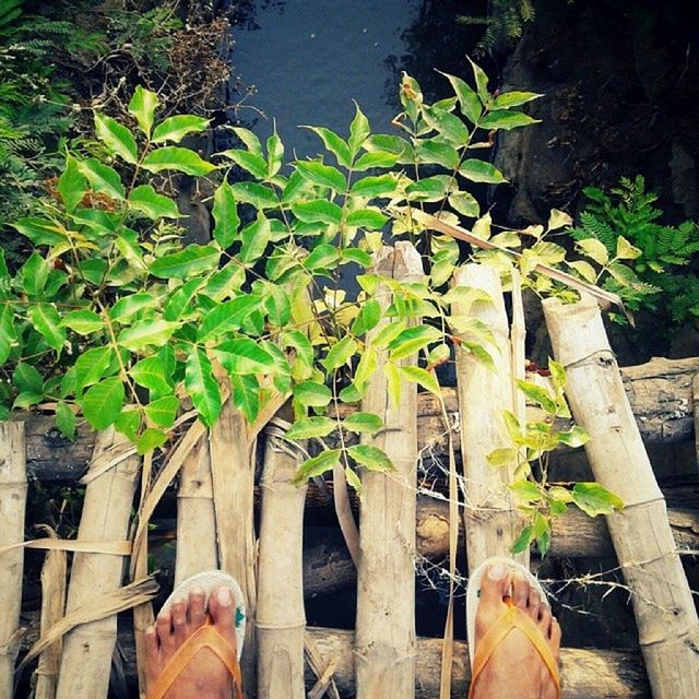 low section, wood - material, person, water, personal perspective, plant, nature, green color, growth, outdoors, high angle view, railing, day, tree, standing, men, wooden, pier