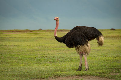 Ostrich perching on field