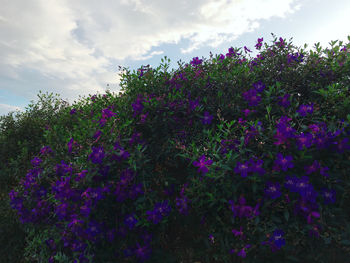 Low angle view of purple flowering plants against sky