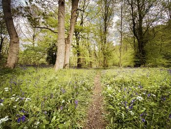 View of flowering trees in forest