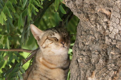 Close-up portrait of a cat on tree trunk
