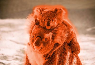 Red koalas, brisbane
