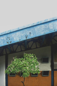 Potted plants by building against sky