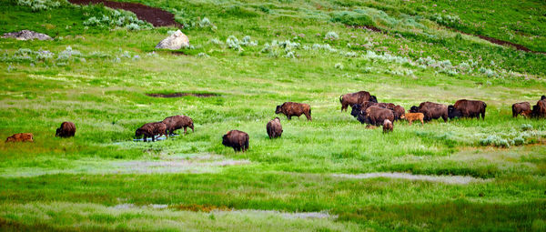 Herd of bison grazing in yellowstone national park.
