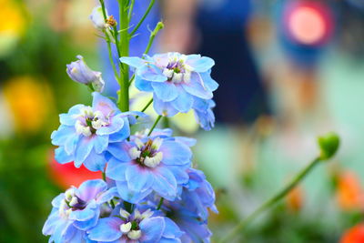 Close-up of purple flowering plant