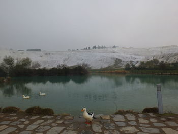 Flock of seagulls on lake