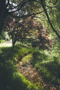 Trees growing in park