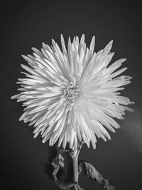 Close-up of flower over white background