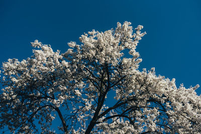 Low angle view of cherry blossom tree against blue sky