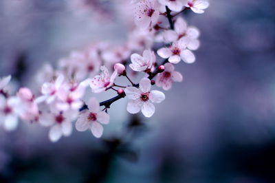 Close-up of pink flowers blooming on tree