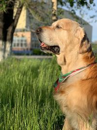 Dog looking away on field