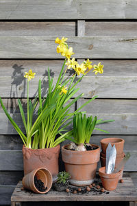 plant