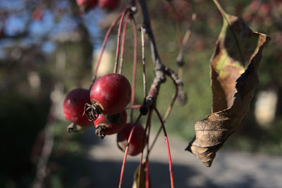 Red berries in the sun