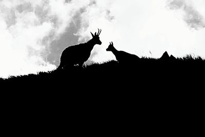 Low angle view of silhouette horse against sky