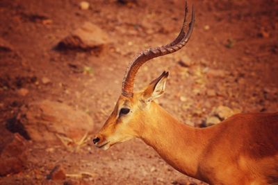 Side view of deer on field