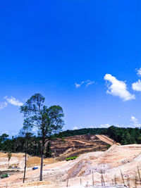 Trees on landscape against blue sky