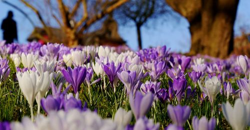 Close-up of purple flowers blooming in field