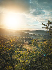 Scenic view of field against sky