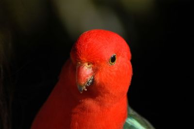 Close-up of a parrot