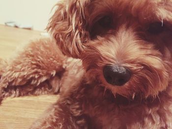 Close-up of a dog