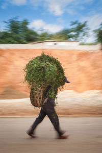 Man walking on tree against sky