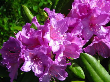 Close-up of purple flowers