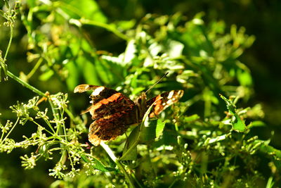 Close-up of butterfly on plant