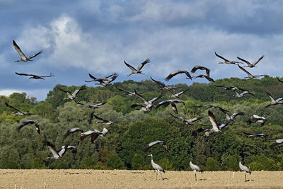 Flock of birds flying over land