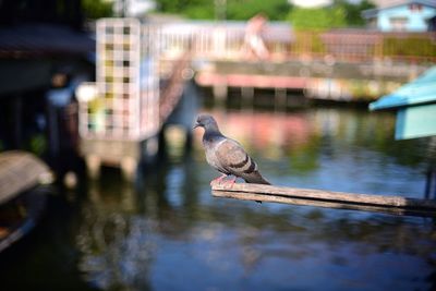 Bird perching on a lake